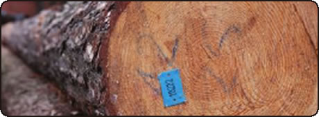 Log Selection