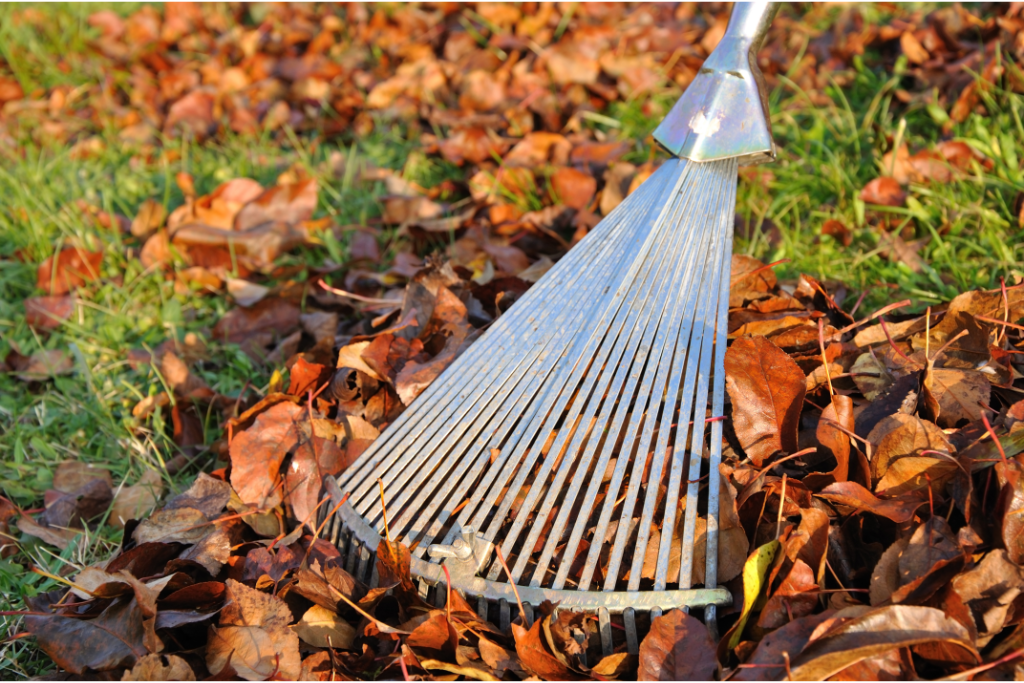 Raking Autumn Leaves